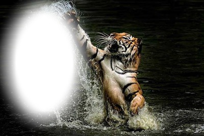 Tigre Fotomontažas