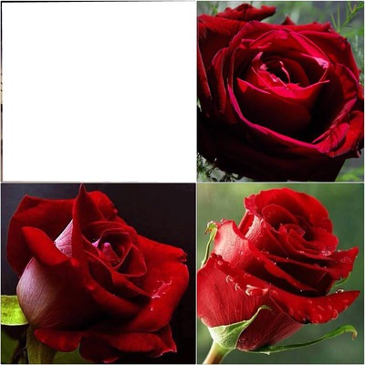Les Roses Fotomontage