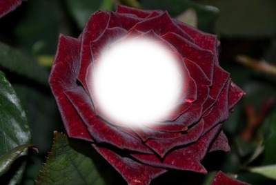 red rose Fotomontaggio