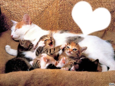*Famille Chatons* Fotomontaža