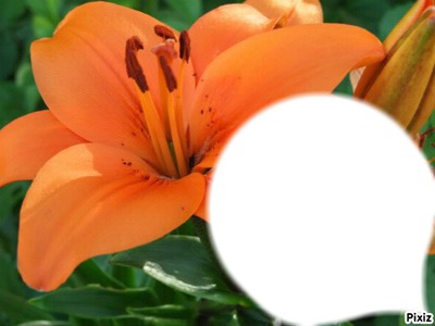 fleur orange Fotomontagem