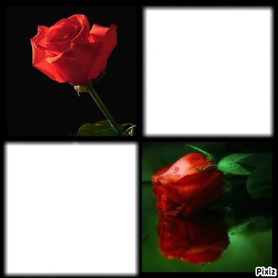 ROSES ROUGE Montage photo