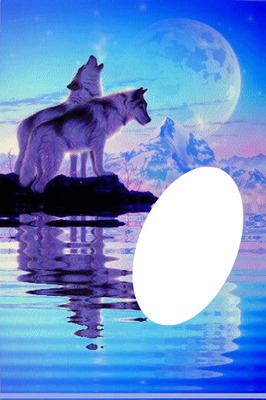 couple loups blanc Fotomontage