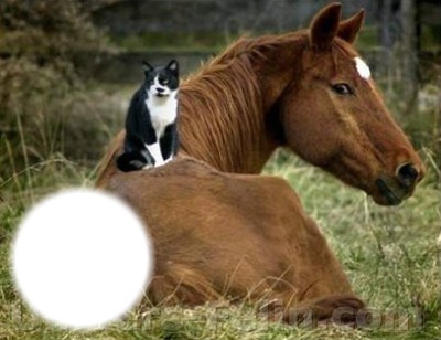 Cheval et chat 2 Фотомонтаж
