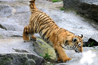 la flaque du tigre Photomontage