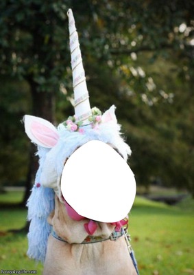 Unicorn dog Fotomontažas