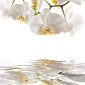 orchidee blanche Fotomontaggio