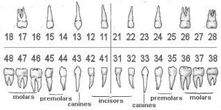 escala dentaria masculina Fotomontāža