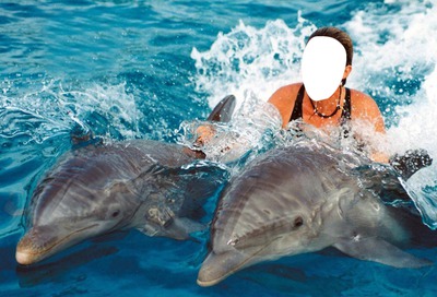 dolfijn Fotomontage
