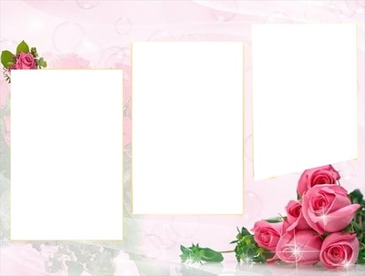 marco y rosas rosadas, collage 3 fotos. Photo frame effect