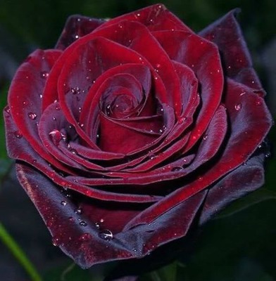 roses Fotomontaža
