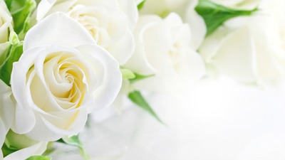 roses blanche Montaje fotografico