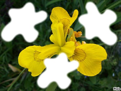 flower Yellow/* Valokuvamontaasi