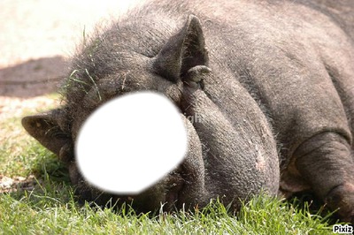 cochon Fotomontage