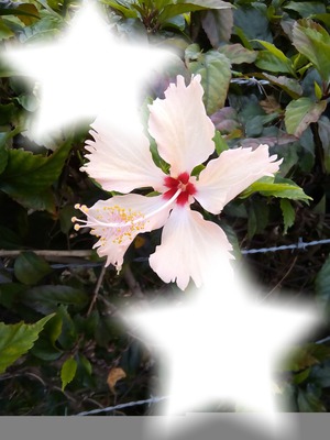 hibiscus Photo frame effect