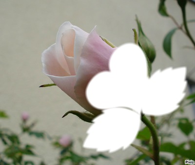 une rose Fotomontaža