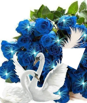 roses bleus Photo frame effect