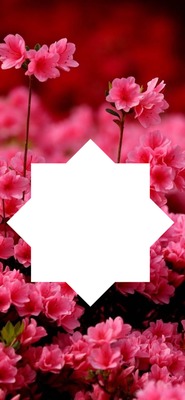 Fleurs 🌺 Fotomontaggio