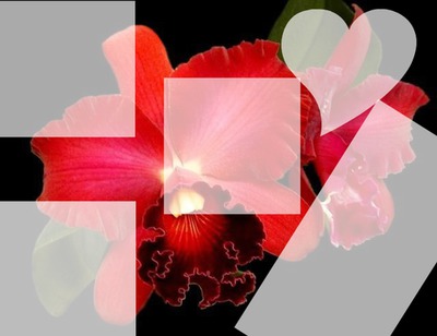 orquidea vermelha Fotomontáž