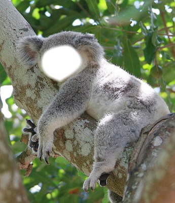 koala Fotomontāža
