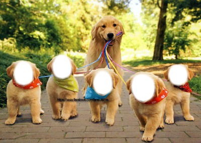 famille de chien Fotomontasje