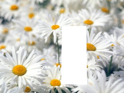 çiçek Fotomontasje