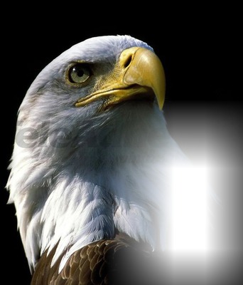 eagle Fotomontáž