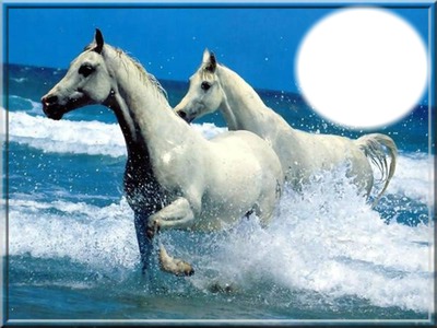 cheval blanc Fotomontasje