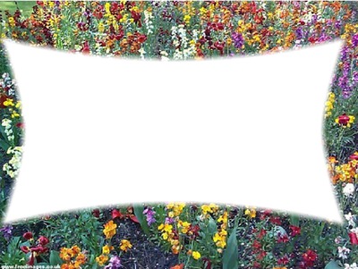 cadre fleurs Fotomontage