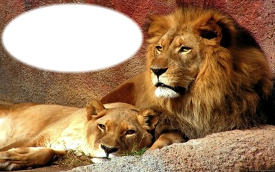 lion Photomontage