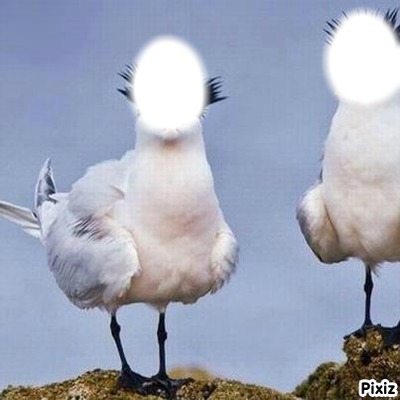 oiseaux Montaje fotografico