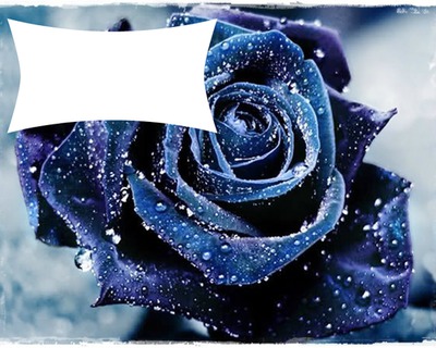 rose bleu Fotomontáž