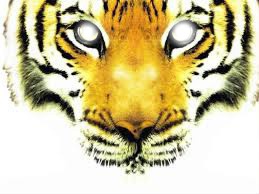 visage tigre Fotomontáž
