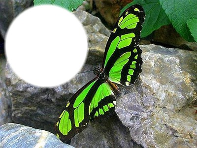 kelebek vert, rond Fotoğraf editörü