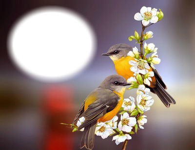 Nature-oiseaux-fleurs-amour Fotomontažas