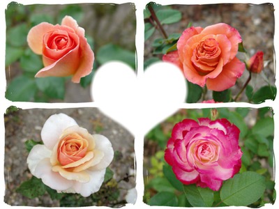 la beauté des roses Photomontage