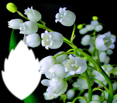 Fleurs de printemps)* Valokuvamontaasi