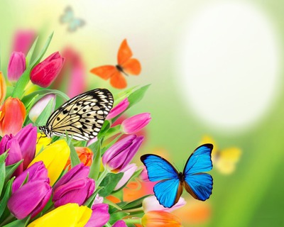 Butterfly & Tulips Photo frame effect