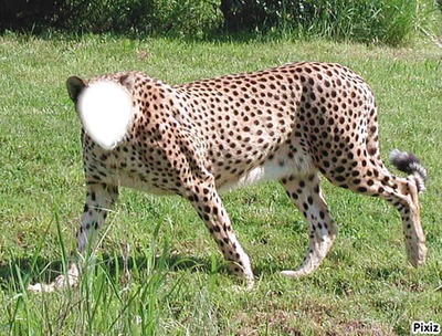 leopardo Fotomontaggio