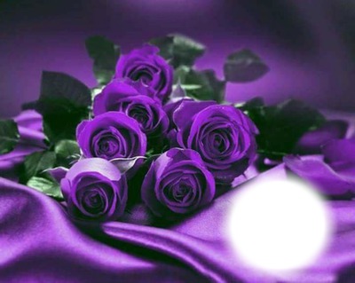 purple roses Montage photo
