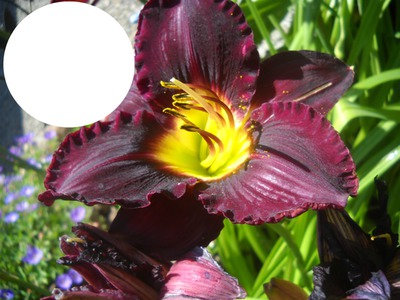 cadre fleur iris Fotomontage