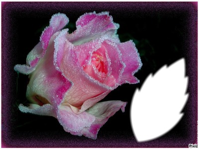 /*bouton de rose givrée*/ Fotomontaža