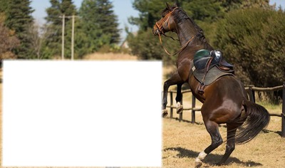 cavalo Fotomontage