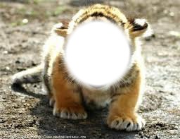 Bébé tigre Fotomontáž