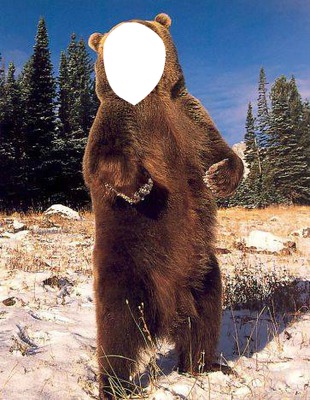 L'ours Photomontage