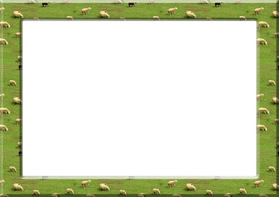 Sheep Photomontage