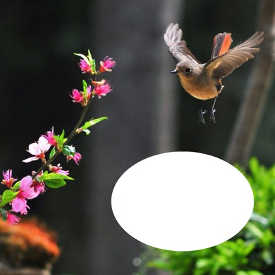 bird Photo frame effect