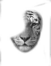 tête de tigre Photomontage