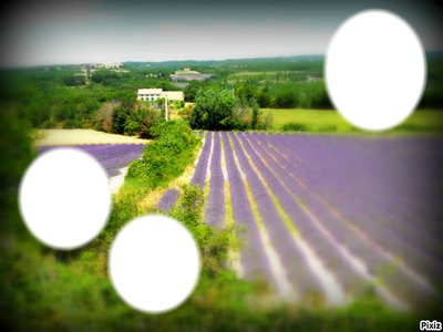 Provence 2 Photo frame effect