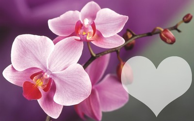 ORCHIDEES Fotomontagem